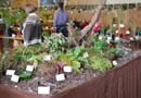 The fern table